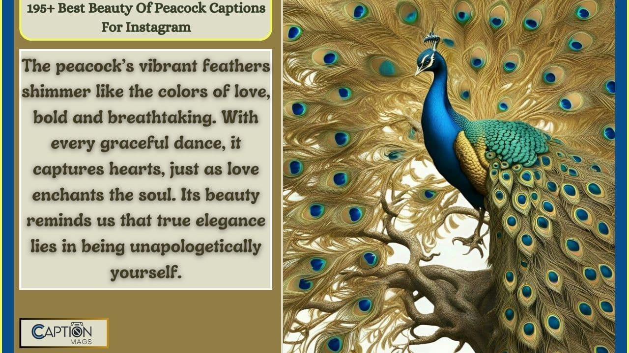 195+ Best Beauty Of Peacock Captions For Instagram