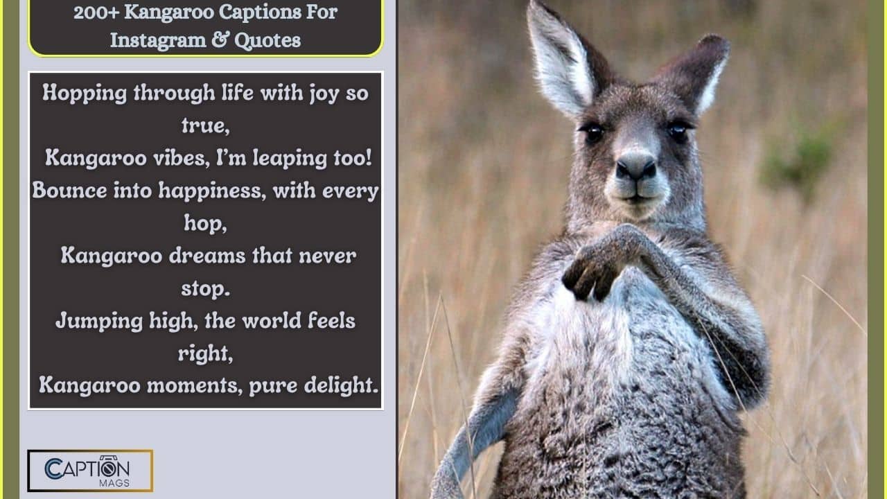 200+ Kangaroo Captions For Instagram & Quotes