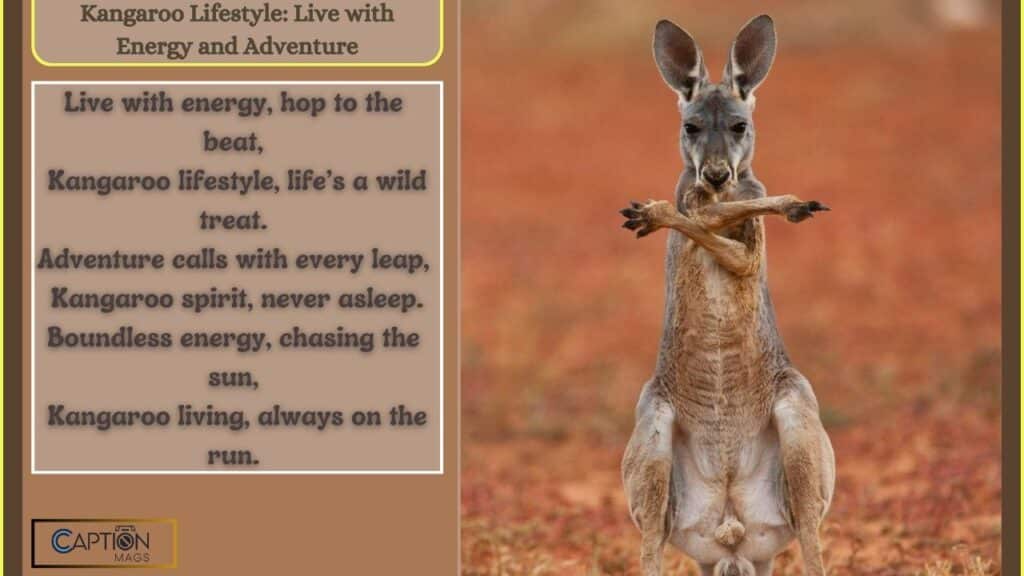 Kangaroo Captions For Instagram