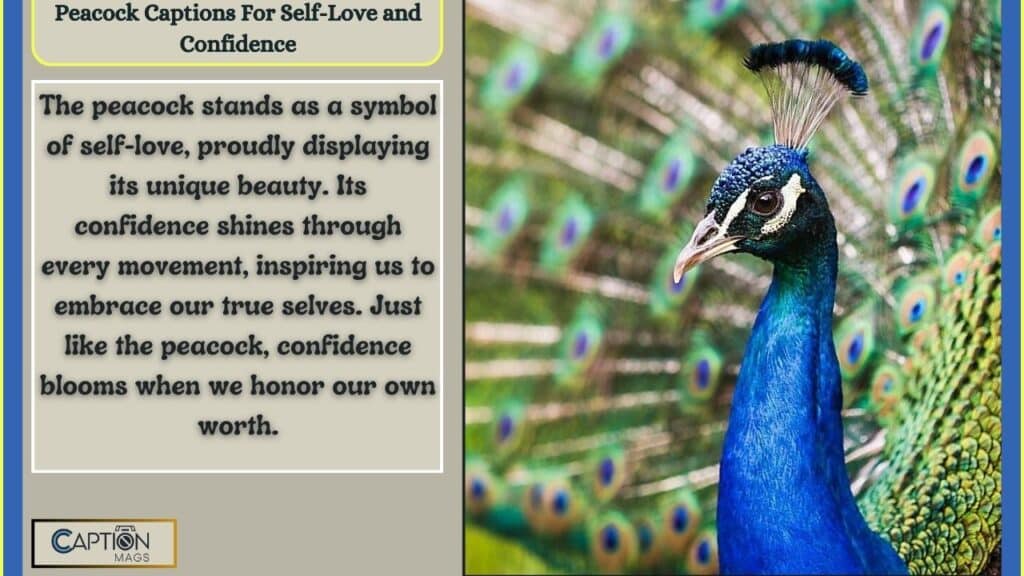 Beauty Of Peacock Captions For Instagram