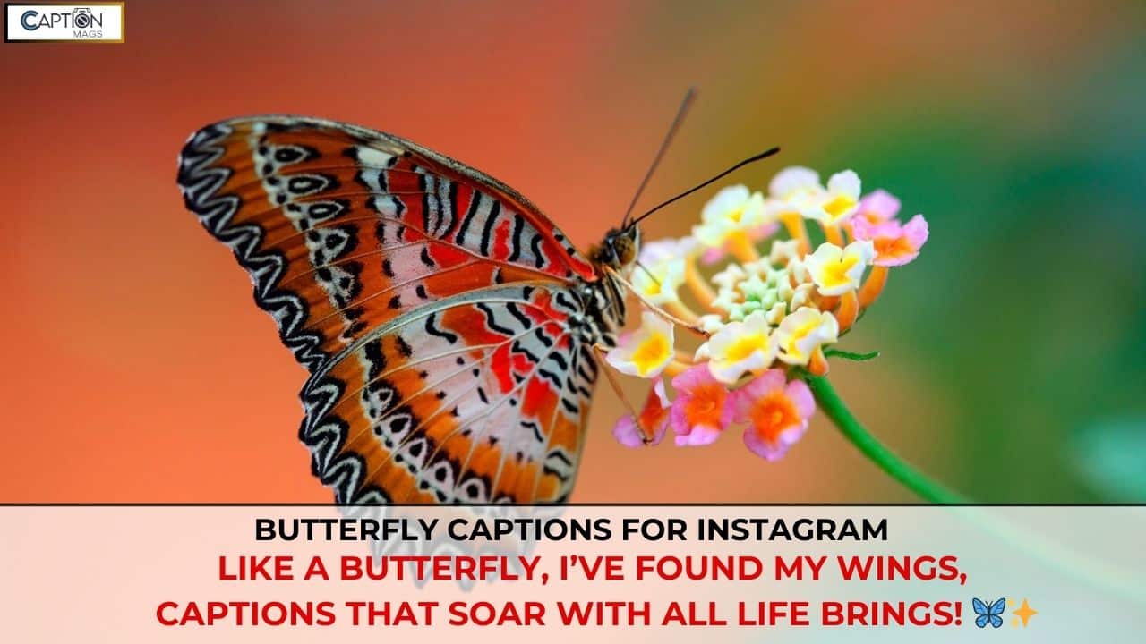 195+ Best Butterfly Captions For Instagram In 2025