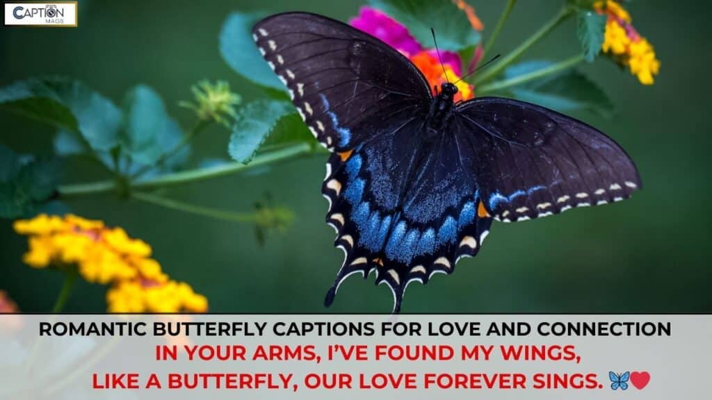 Butterfly Captions For Instagram