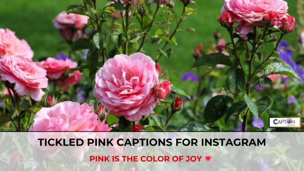 Pink Captions For Instagram